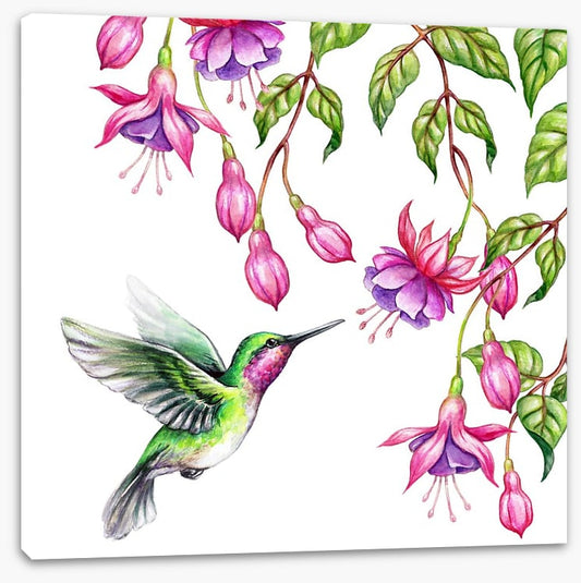 Pink fuchsia hummingbird