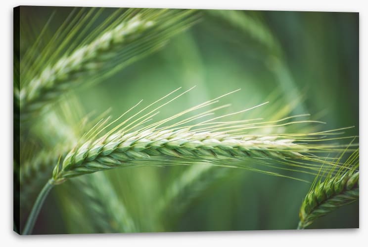 Agriculture