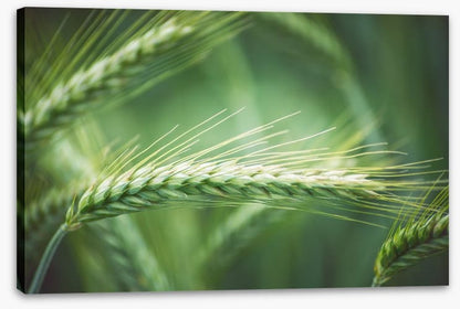 Agriculture