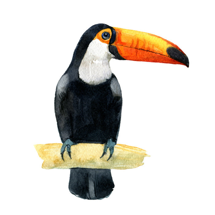 One toucan