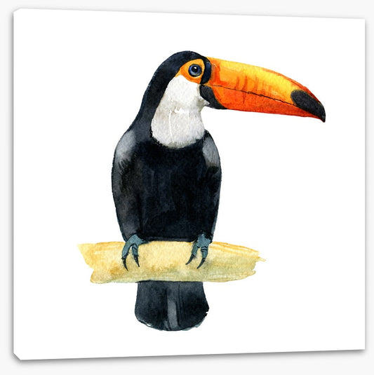 One toucan