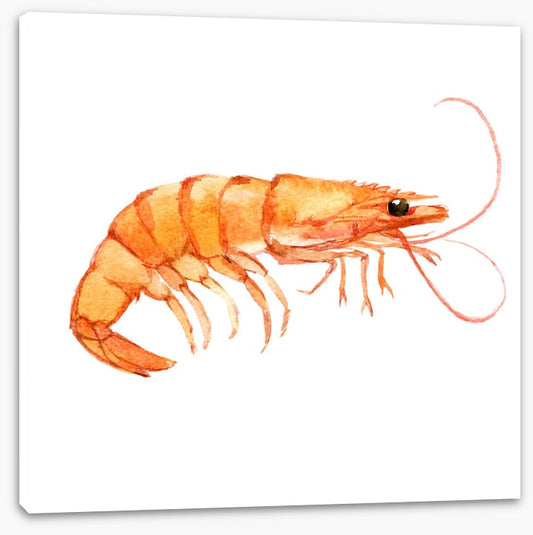 Single shrimp