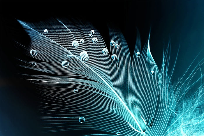 Blue feather droplets