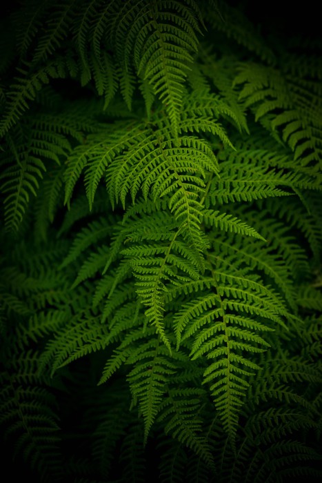 Ferns by night