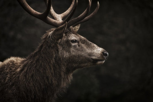 Stag night