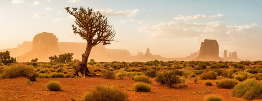 The wild Southwest