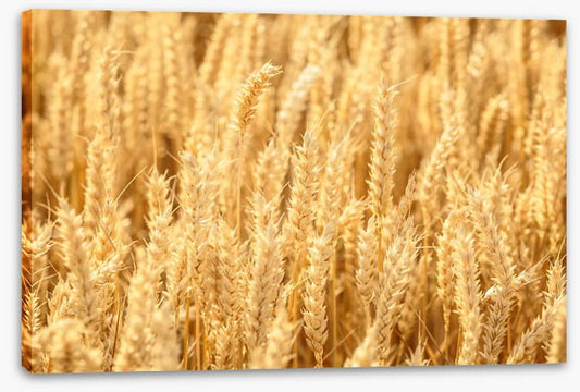 Agriculture