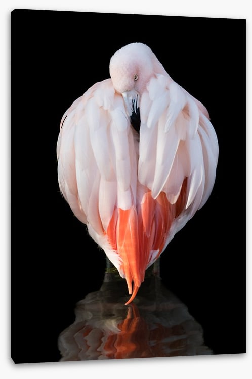 Chilean flamingo