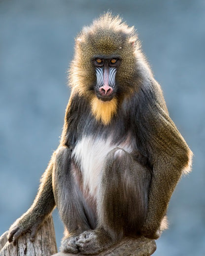 Mandrill moment