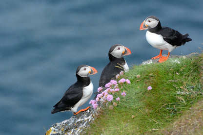 Birds
