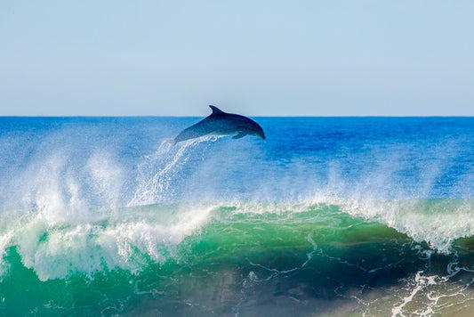 Dolphin dive