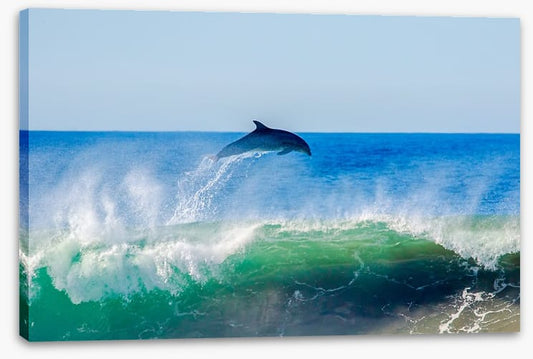 Dolphin dive