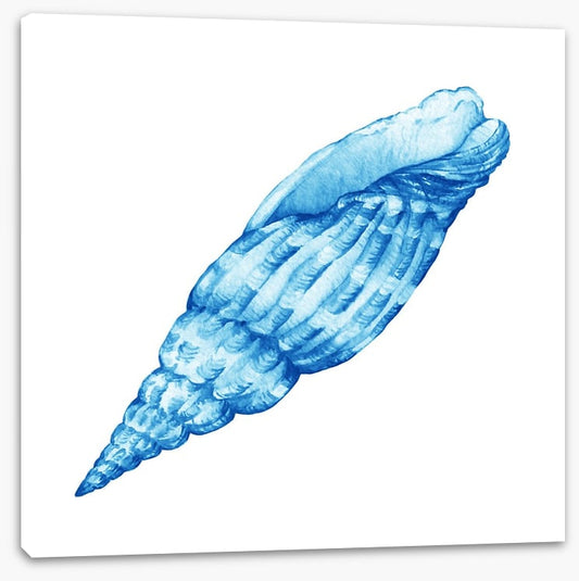 Blue cerith shell