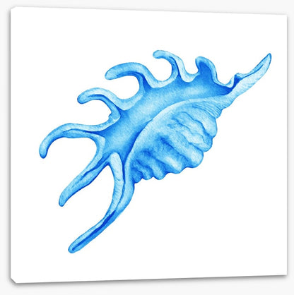 Blue spider conch