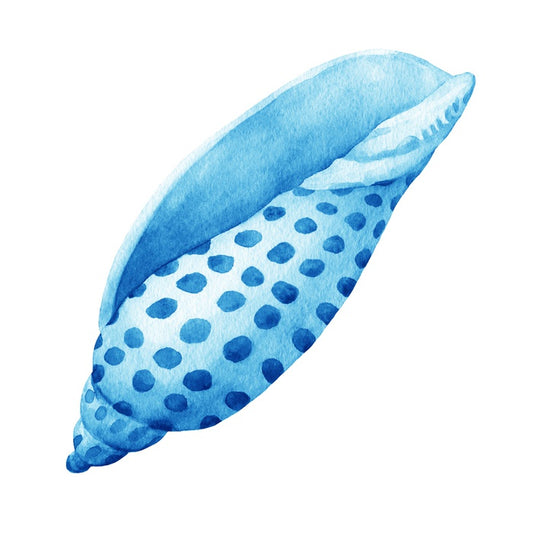 Blue junonia shell