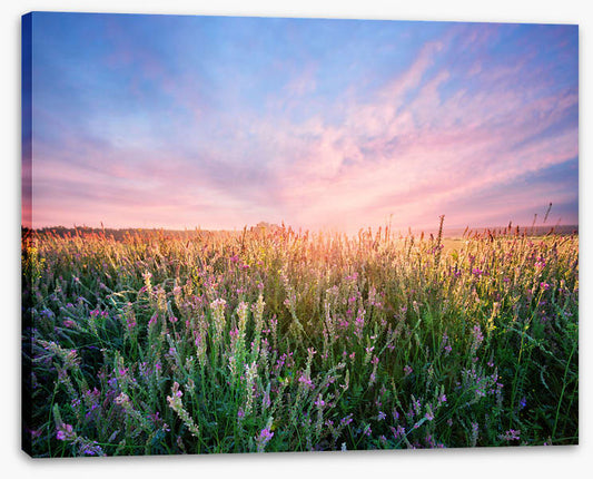 Alfalfa flower dawn