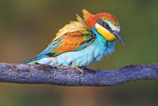 Ruffled feathers