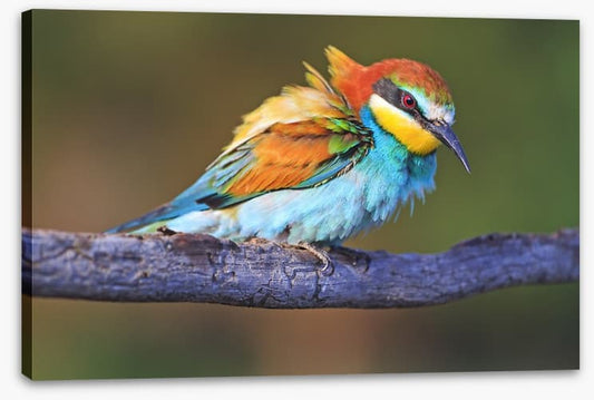 Ruffled feathers