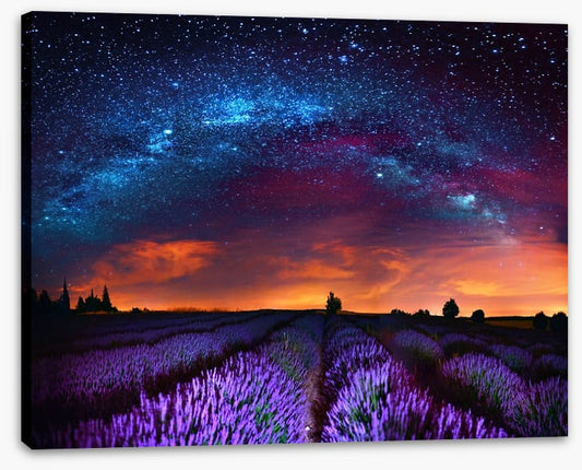 Lavender starlight