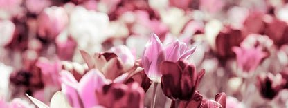 Rose tinted tulips