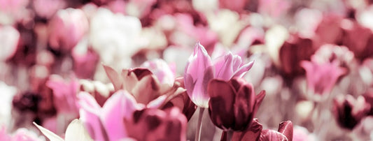 Rose tinted tulips