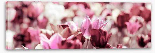 Rose tinted tulips