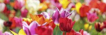 Sunny tulips panorama