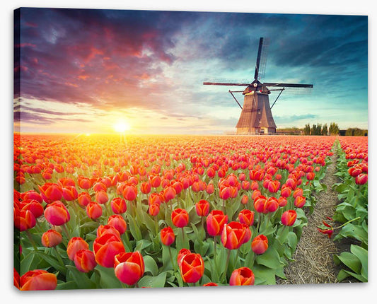 Red tulip windmill, Netherlands
