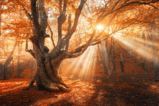 Aethereal autumn light
