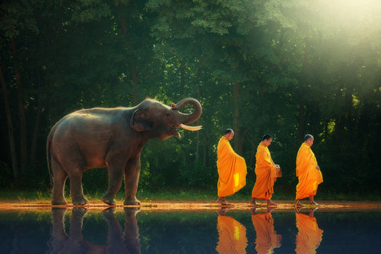 Follow the leader