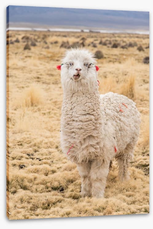 Alpaca alone
