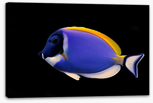 Fish / Aquatic