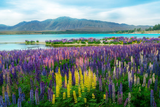 New Zealand