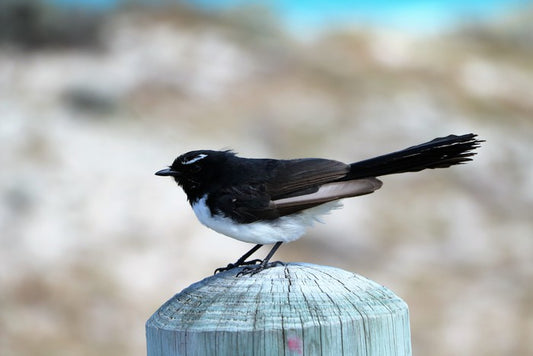 Little willie wagtail