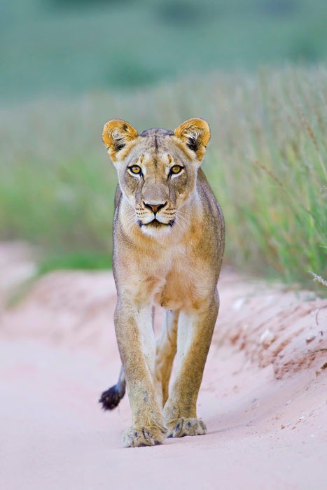 Queen of the Kalahari