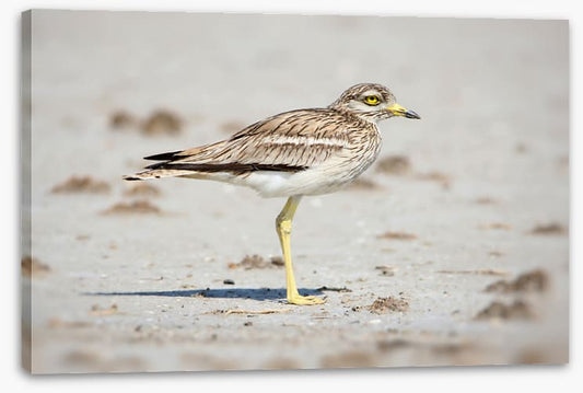 Solitary stone curlew
