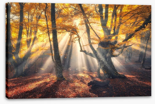 Aethereal autumn sun