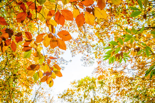 An autumn sky