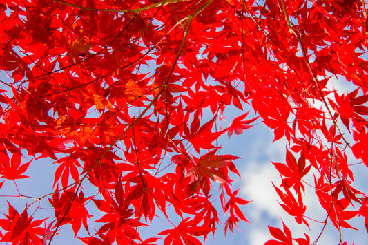 Leaves