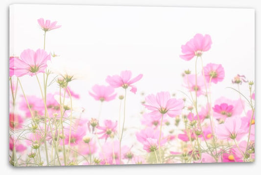 Pretty pink cosmos
