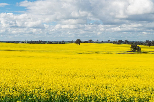 Agriculture