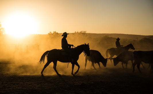 Mustering in the Kimberley
