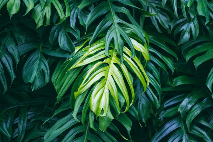 The lightest leaf