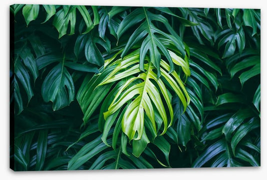 The lightest leaf