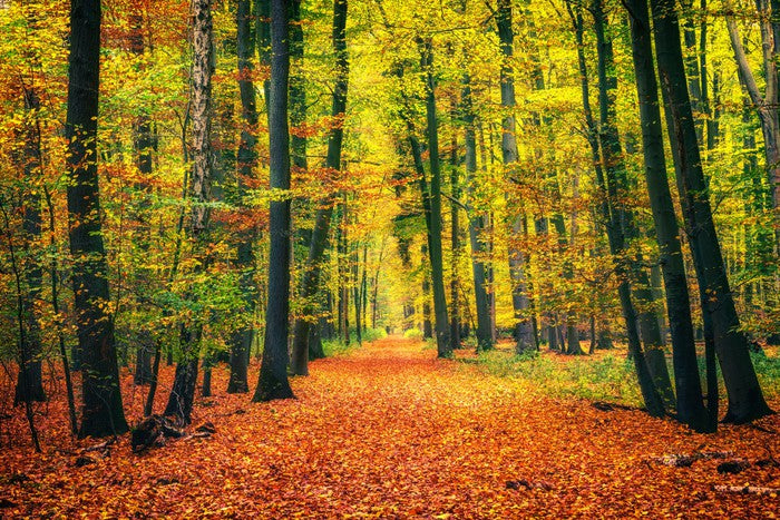Path through autumn
