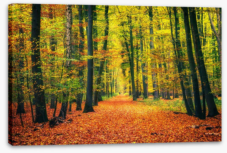 Path through autumn