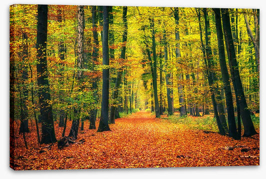 Path through autumn