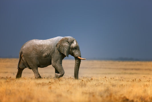 Elephant on the plain