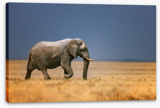 Elephant on the plain