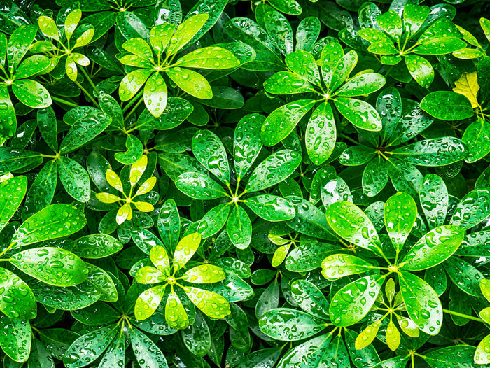 Showered in green